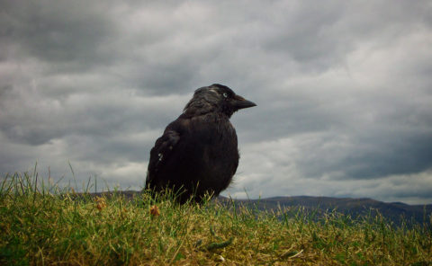 Stirling Castle Sentry