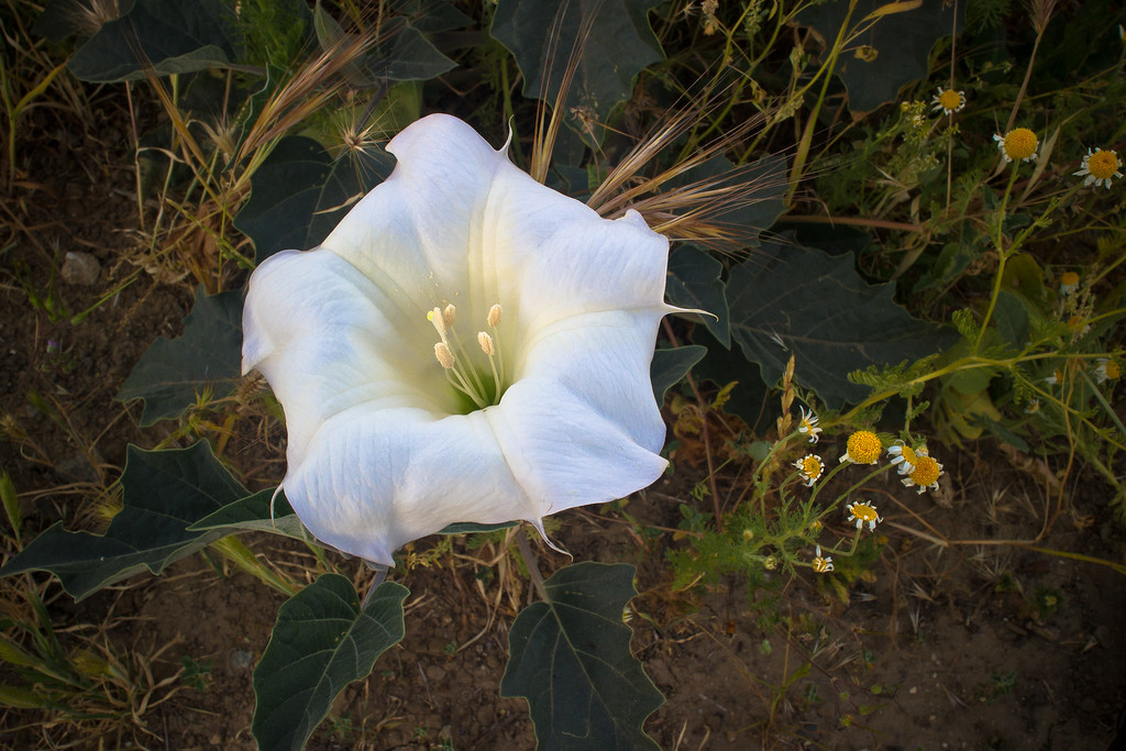 Sacred Datura Bloom with Daisies