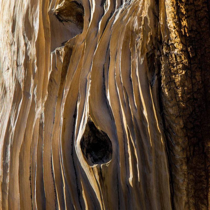 Weather-Etched Bristlecone Trunk, White Mountain