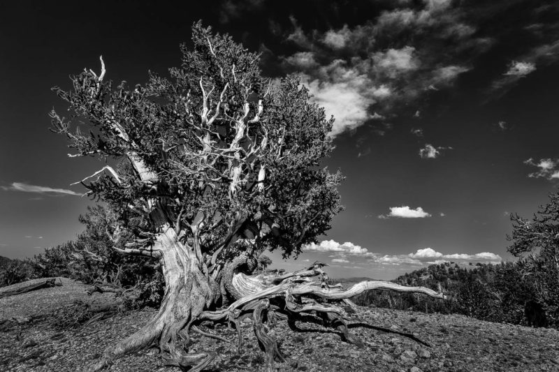 Corkscrew Tree, Ancient Bristlecone Pine Forest