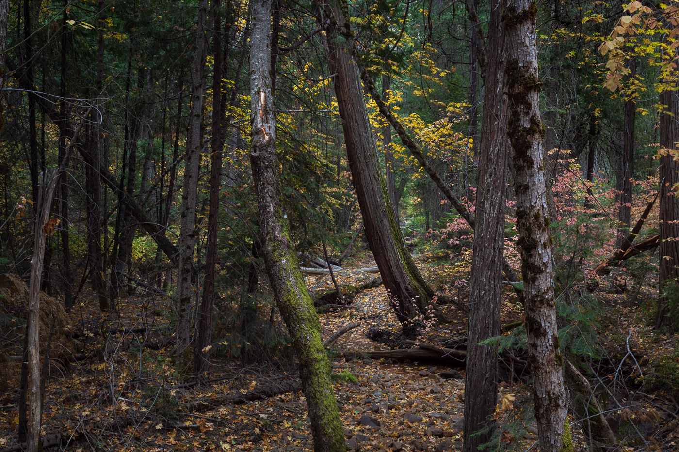 A Tranquil Moment on the Forest Floor, Yosemite National Park