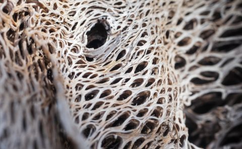 Desiccated Cactus