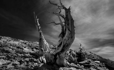 Dichotomy, Bristlecone Tree