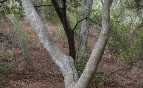 Phantom Limb