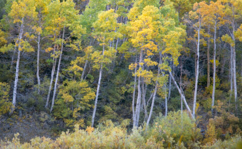 Aspens in Morning Reflected Light