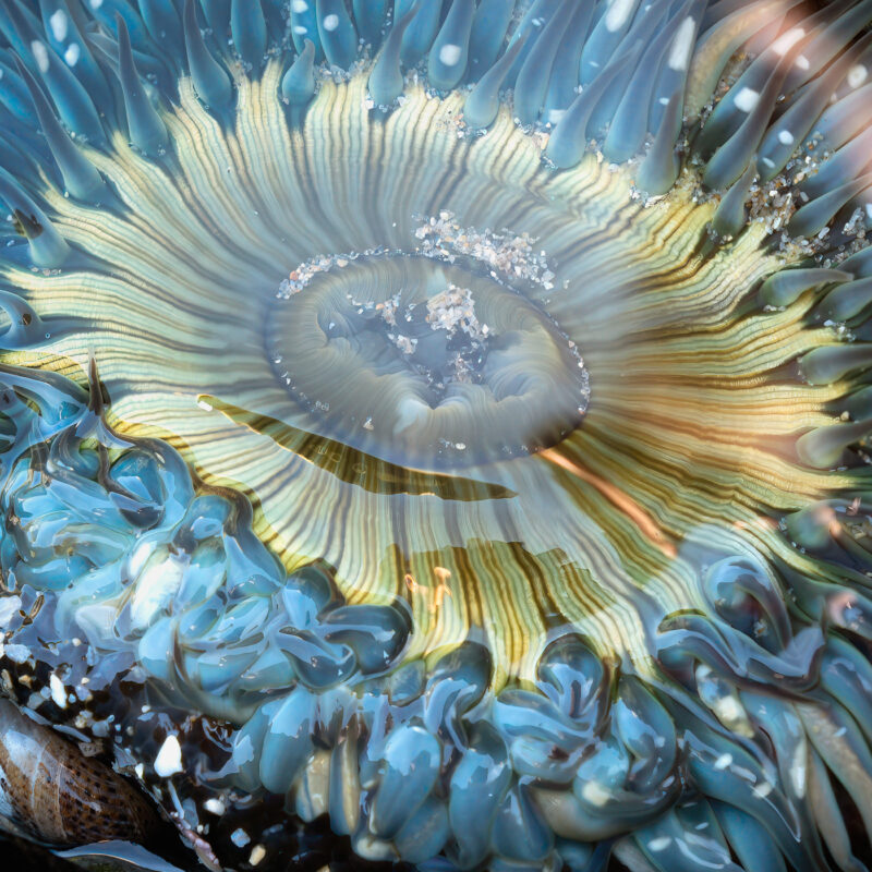 Sea Anemone