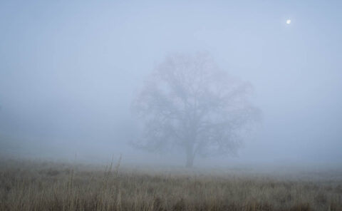 Tule Fog