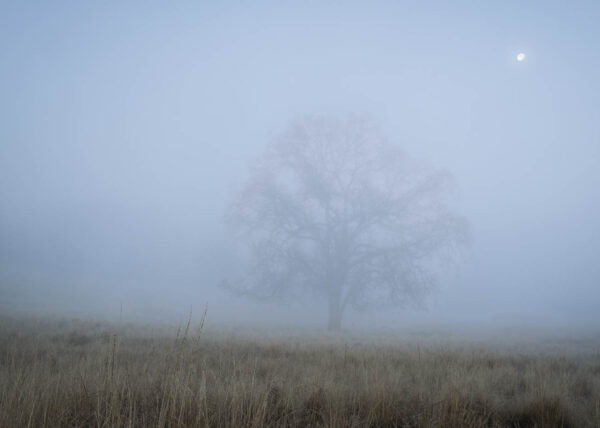 Tule Fog