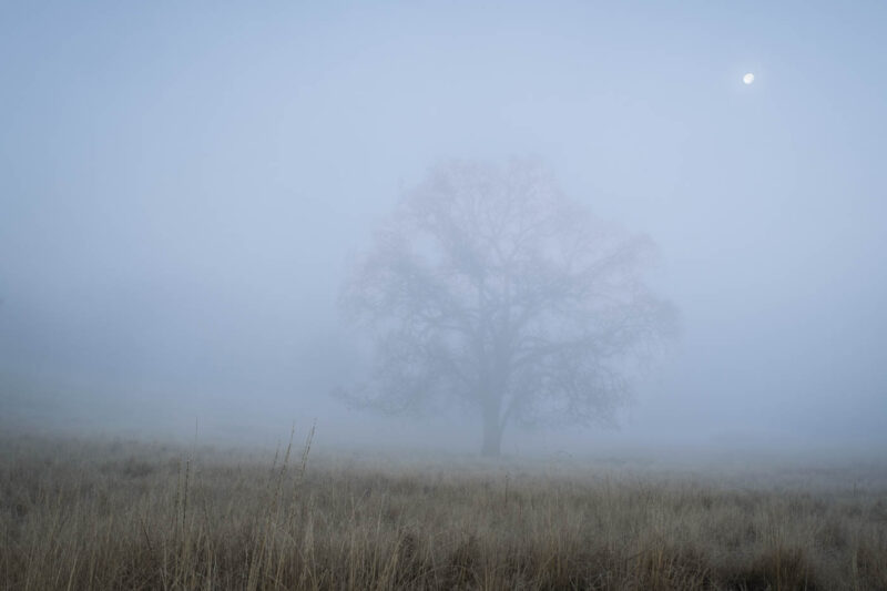 Tule Fog