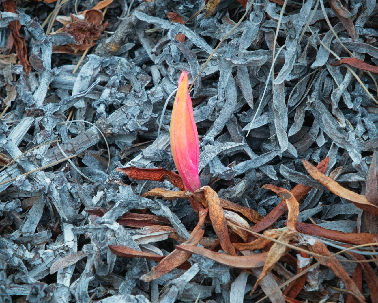 Icy Flame
