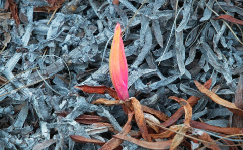 Icy Flame