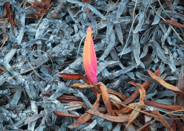 Icy Flame